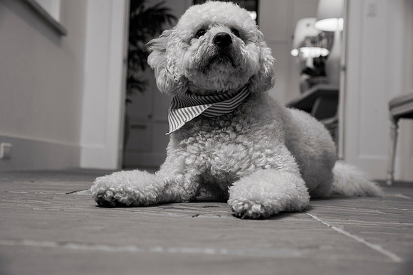 IMG_0852_bw