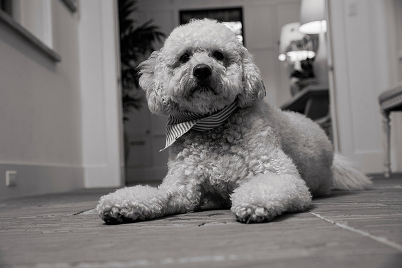 IMG_0857_bw