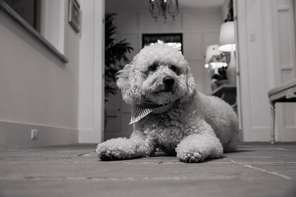 IMG_0830_bw