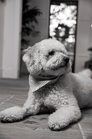 IMG_0851_bw
