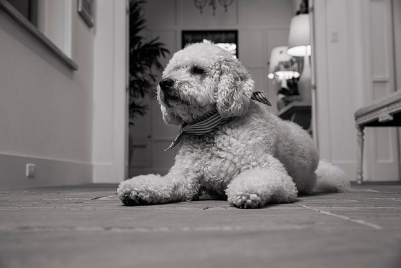 IMG_0835_bw