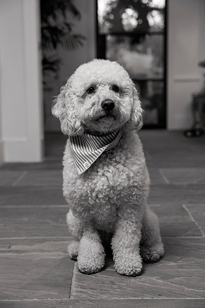 IMG_0813_bw