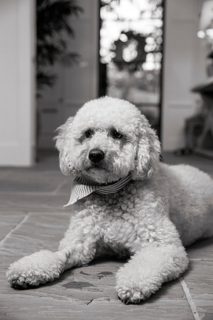 IMG_0859_bw