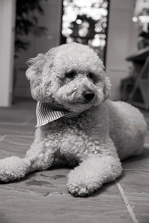 IMG_0843_bw