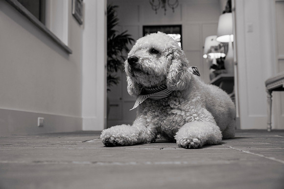 IMG_0828_bw