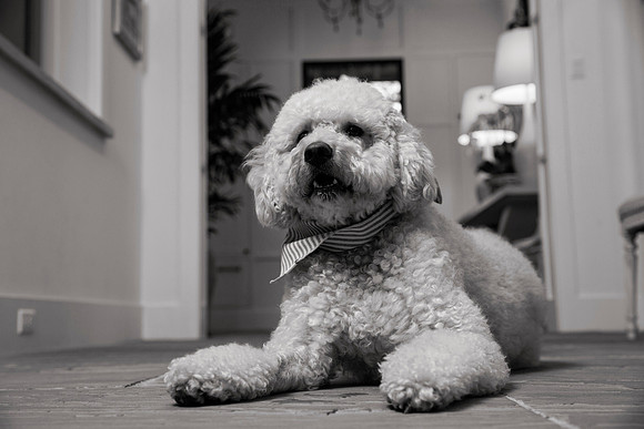 IMG_0854_bw