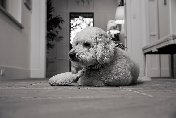 IMG_0823_bw