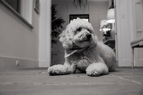 IMG_0829_bw