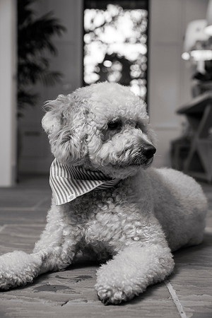 IMG_0848_bw